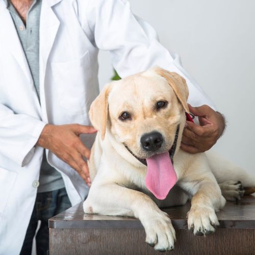 Vet examining a dog lying on a table