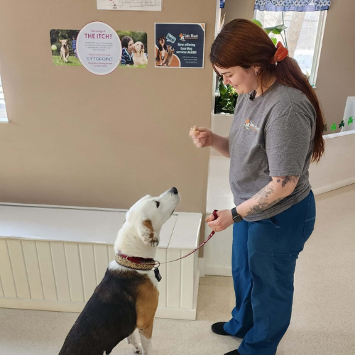 Vet examining a dog lying on a table
